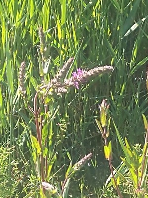 photo of Purple Loosestrife