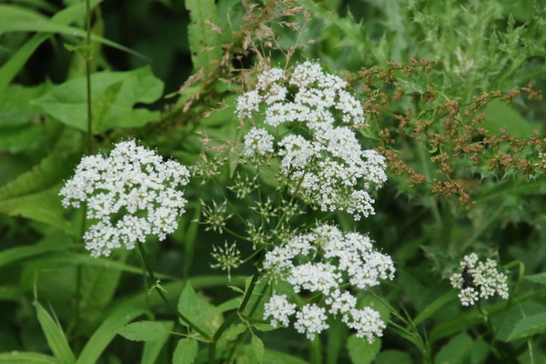 photo of Ground Elder