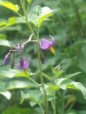 photo of Bittersweet