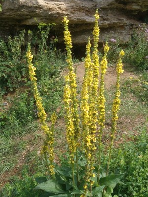 photo of Dark Mullein