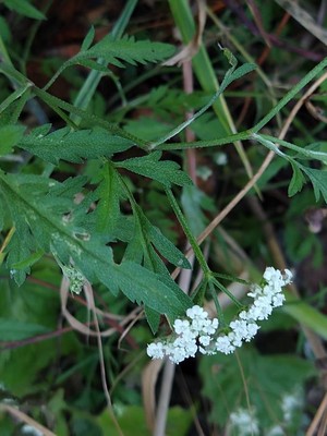 photo of Spreading Hedge Parsley
