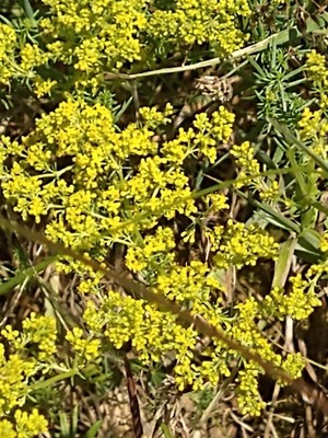 photo of Lady's Bedstraw