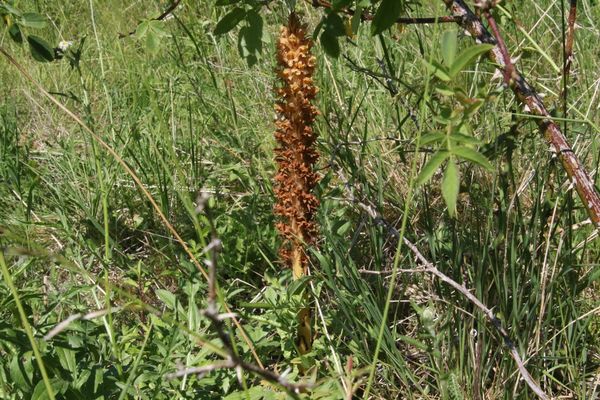 photo of Knapweed Broomrape