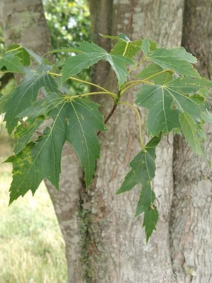 photo of Silver Maple