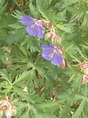 photo of Meadow Crane's Bill