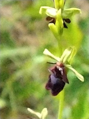 photo of Fly Orchid