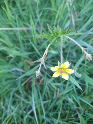 photo of Wood Avens