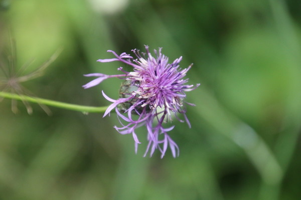 photo of Greater Knapweed
