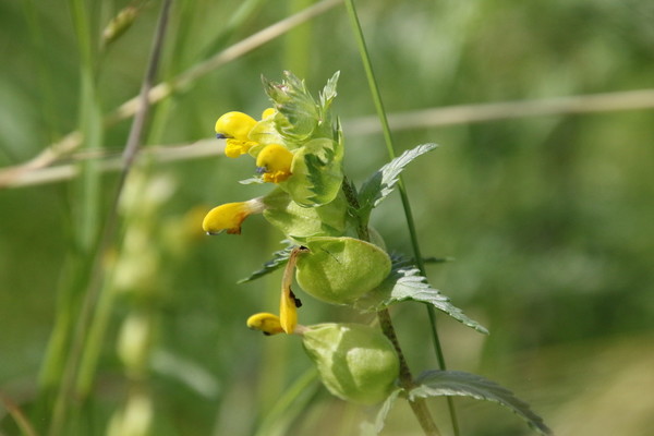 photo of Yellow Rattle