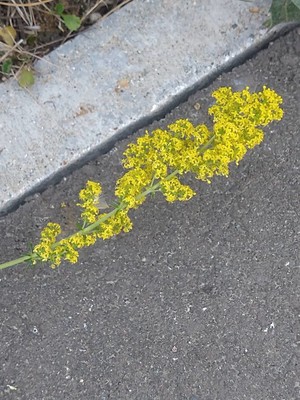 photo of Lady's Bedstraw