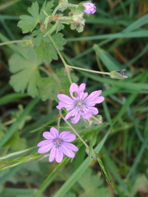 photo of Hedgerow Crane's Bill