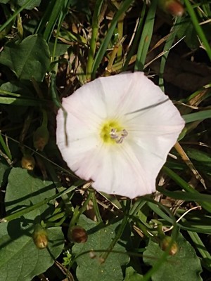 photo of Field Bindweed