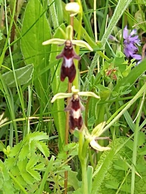 photo of Fly Orchid