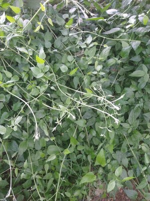 photo of Traveller's Joy