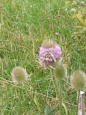 photo of Teasel