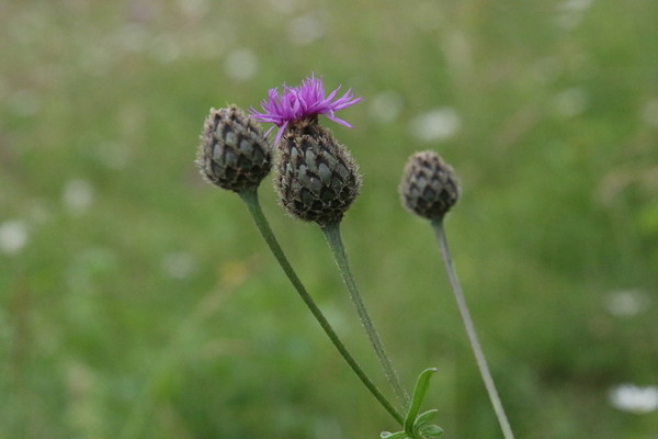 photo of Greater Knapweed