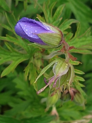 photo of Meadow Crane's Bill