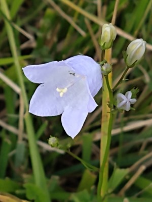 photo of Harebell