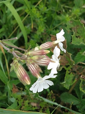 photo of White Campion