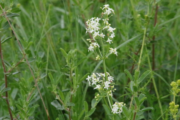 photo of Hedge Bedstraw