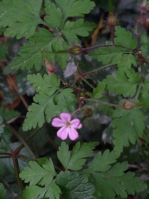 photo of Herb Robert