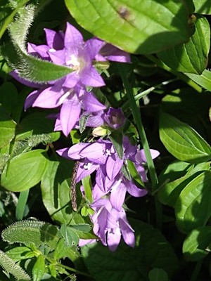 photo of Clustered Bellfower