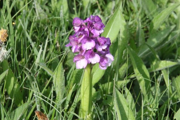 photo of Green Winged Orchid