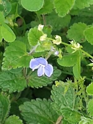 photo of Germander Speedwell