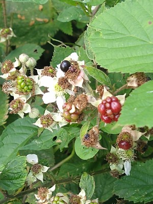 photo of Elm Leaved Bramble