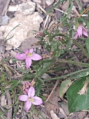 photo of Common Centaury