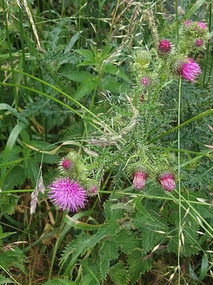 photo of Plumeless Thistle