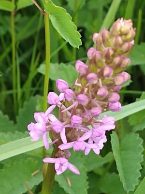 photo of Chalk Fragrant Orchid
