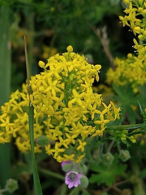 photo of Lady's Bedstraw