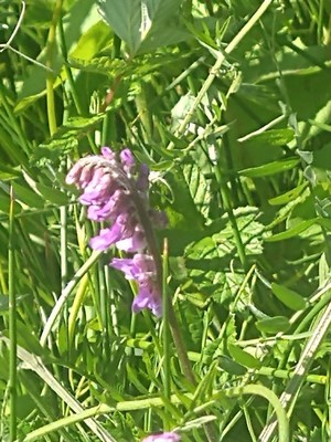 photo of Fodder Vetch