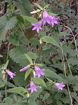 photo of Nettle Leaved Bellflower