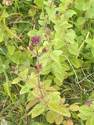 photo of Wild Marjoram