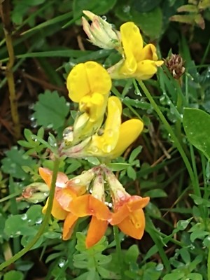 photo of Bird's Foot Trefoil