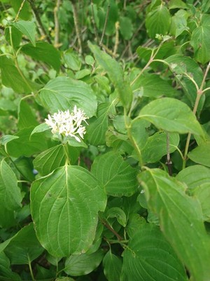 photo of Dogwood