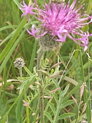 photo of Greater Knapweed
