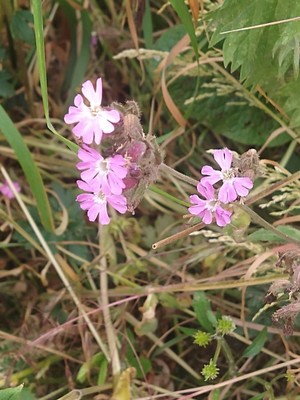 photo of Red Campion