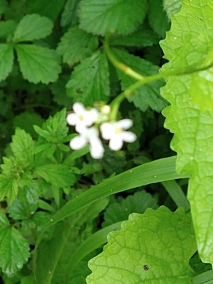 photo of Garlic Mustard