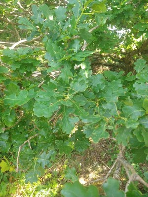 photo of Pedunculate Oak