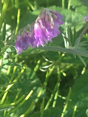 photo of Fodder Vetch