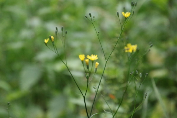 photo of Nipplewort