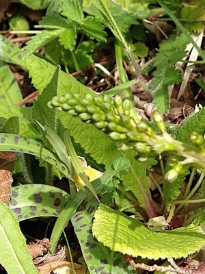 photo of Common Twayblade