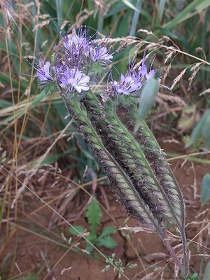 photo of Phacelia