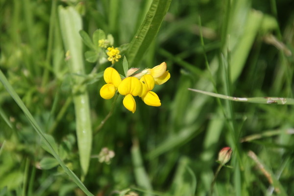 photo of Bird's Foot Trefoil