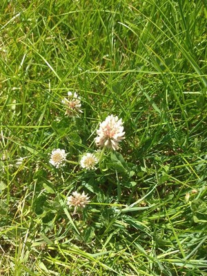 photo of White Clover