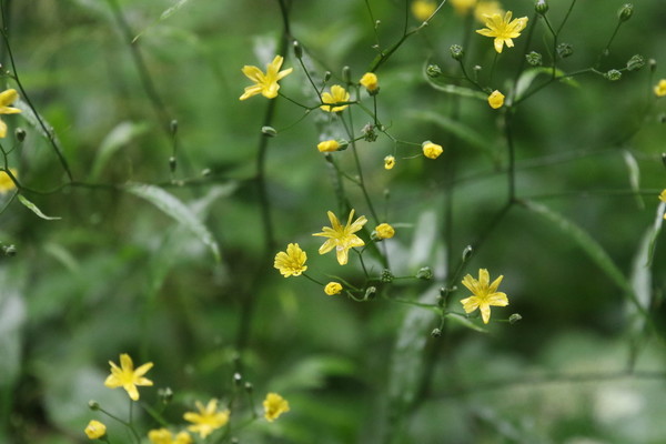 photo of Nipplewort