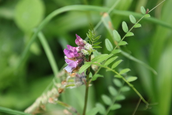 photo of Bush Vetch